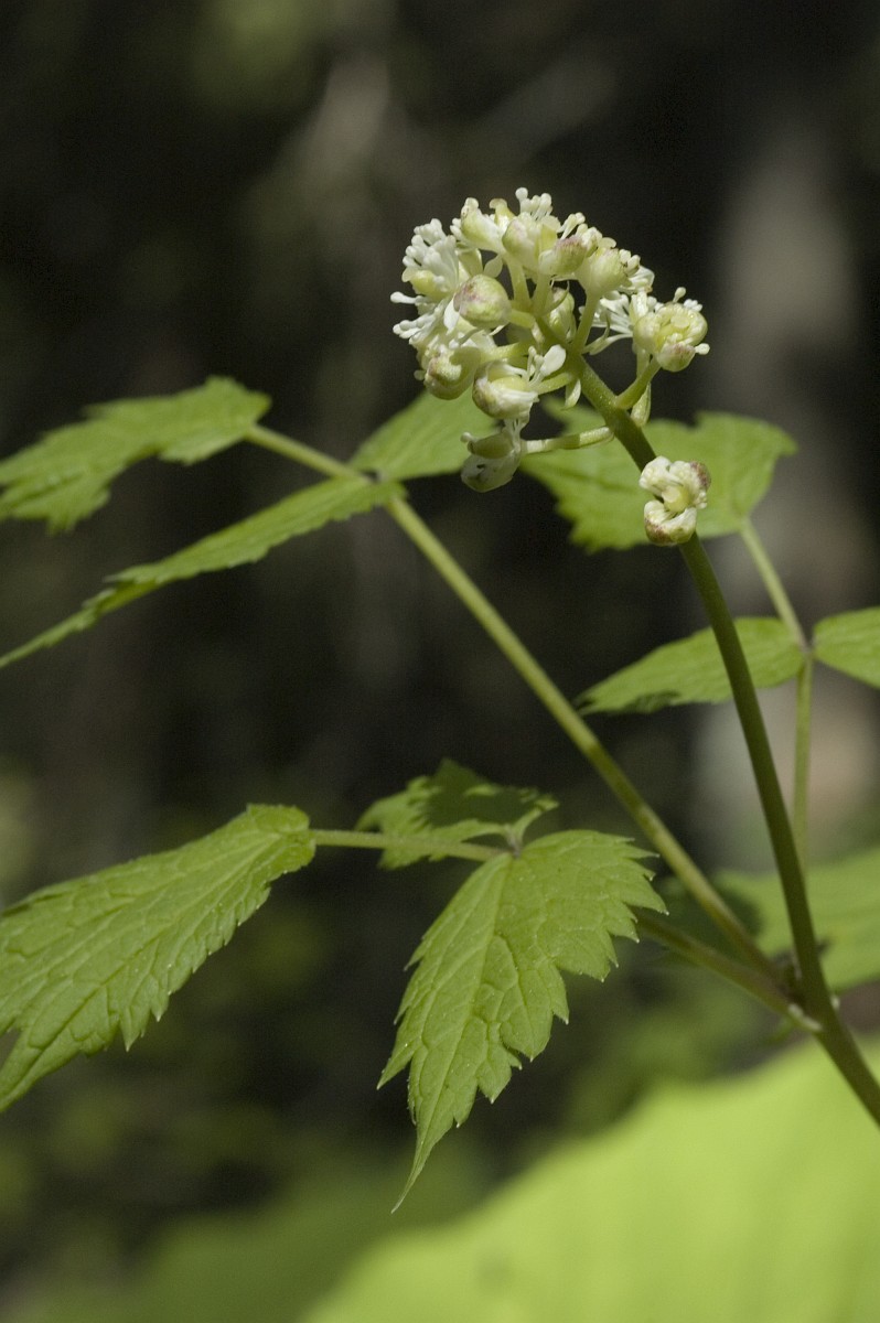 Actaea spicata, Baneberry